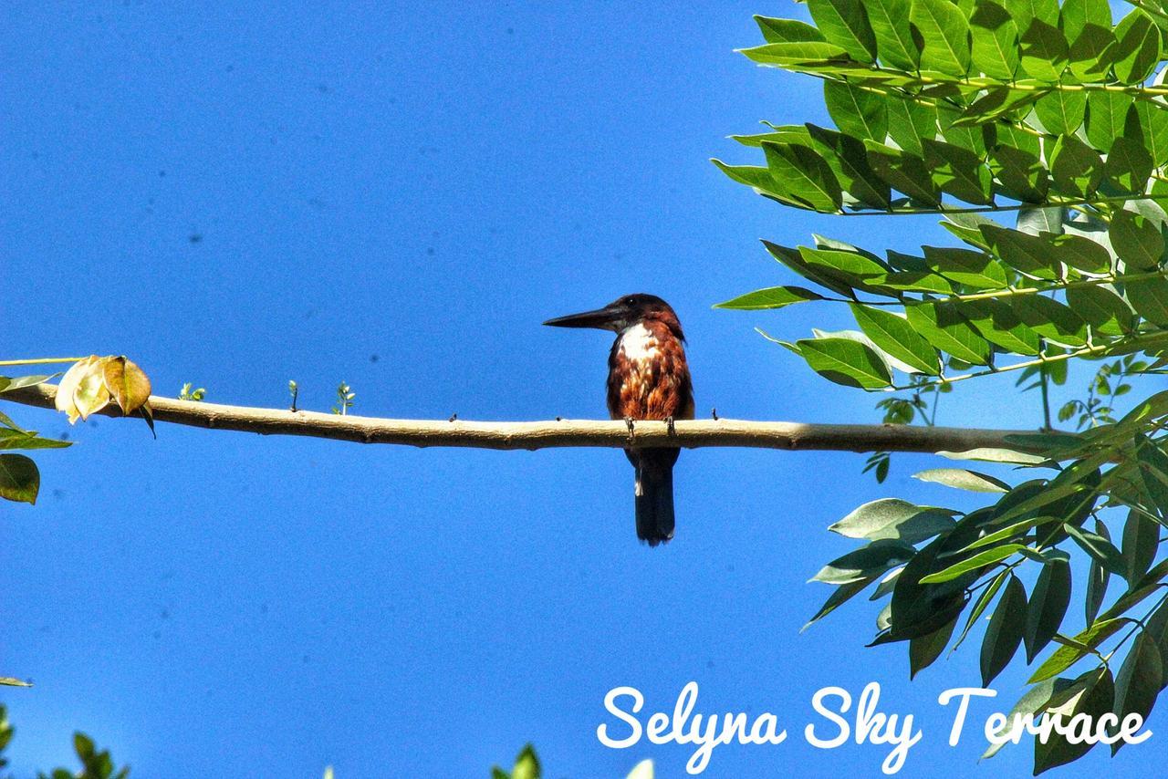Selyna Sky Terrace Bed & Breakfast Kandy Eksteriør bilde
